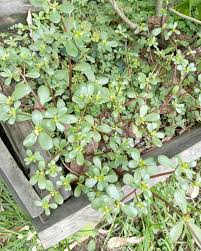 💚La verdolaga (Portulaca oleracea) es una planta anual nativa de oriente  que se ha extendido en todo el mundo. 🌿Es un superalimento, crucial por  ser la fuente vegetal más rica en ácidos