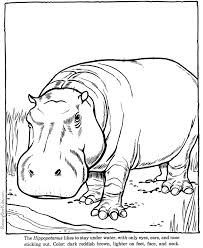Hippopotamus Hippo Coloring Picture Sheets Animal Line Drawings Zoo Coloring Pages Animal Coloring Pages