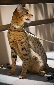 The Ashera Cat Ashera Cat Asian Leopard Cat Cute Cats And Dogs