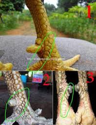 Rahasia Kaki Ayam Bangkok Pembunuh Ayam Juara Ayam Kaki Bangkok