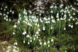 We did not find results for: Flowers That Bloom In Winter Hgtv