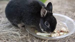 Voles prefer vegetation, including tubers, roots, your daylily bulbs and other favorites, grasses and herbaceous plants, including stems, foliage and flowers. Rabbits Food List What Do Rabbits Eat Pet Care Advisors