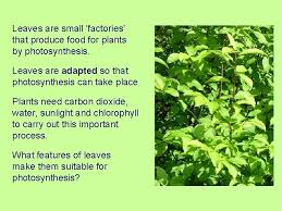 Check spelling or type a new query. Plants And Photosynthesis How Do Plants Make Their