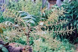 Image result for Polyscias fulva