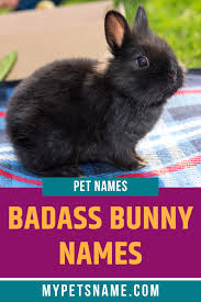 Black And White Bunny Names Pin On Black Pet Names