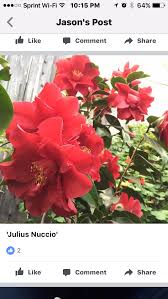 Julius Nuccio Camellia Camellia Flowers Japonica