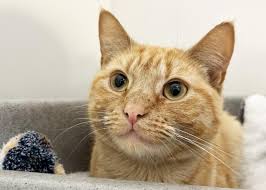 Essex RSPCA: 5 pets who are