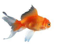 Fish Real Photo By Psych217 Photobucket Goldfish Koi Fish Koi Fish Care