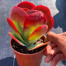 Image result for Kalanchoe thyrsiflora