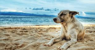 Does it mean it's not our day just because we can't muster the energy. What Are The Dog Days Of Summer Farmers Almanac