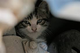Motora Giren Kedi Icin Seferber Oldular