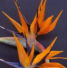 For further professional advise contact, kirsti, or jane. Arts Flowers Home Facebook