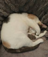 The working cat garden and catio are home to cats who prefer the great outdoors. Gulf Coast Humane Society Southwest Florida S Original Humane Society Since 1947