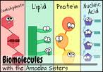 A segment of dna that has the ability to code for a specific trait. Amoeba Sisters Handouts Science With The Amoeba Sisters