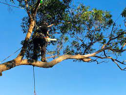 Check spelling or type a new query. Skyline Tree Service Treeserviceqld Twitter