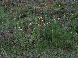 Image result for Helichrysum stenopterum