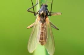 It also works on mosquitoes, so what you don't use up the mountains you can throw in your. Are You Getting Bitten By The Midges Thejournal Ie