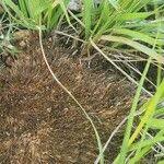 Image result for Sporobolus stapfianus