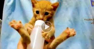 Funny Cats Dogs Animals Looking Silly While Eating Weird Cute Animals Funny Animal Pictures Kittens Cutest