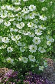 Nigella Damascena Albion Green Pod Love In A Mist Fragrant Plant Nigella Moon Garden