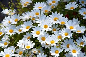 daisies