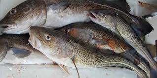 Jun 15, 2021 · you can freeze salmon for up to 6 months. Can You Freeze Cod Simple Freezing Method Pantry Tips