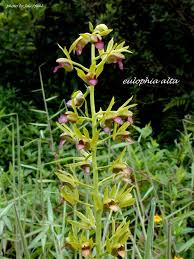 Image result for Eulophia alta