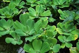 Image result for Pistia