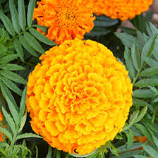 Maybe you would like to learn more about one of these? Taishan Orange Marigold Tagetes Erecta Taishan Orange In Cedar Rapids Iowa City Marion Dubuque Iowa Ia At Culver S Garden Center