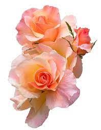 Affordable and search from millions of royalty free images, photos and vectors. Transparent Flower Tumblr Transparent Flowers Flower Art Images Flowers