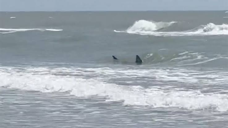 Fourth of July Shark Incidents Raise Safety Concerns at U.S. Beaches