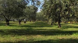 I recently moved it to a brighter spot and now it's dropping all. Olive Tree Stock Video Footage 4k And Hd Video Clips Shutterstock