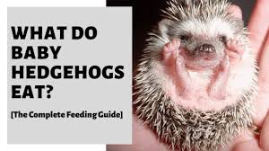 Baby hedgehogs are also born blind! What Do Baby Hedgehogs Eat The Complete Feeding Guide