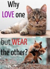 If You Insist On Wearing Fur Buy Retro If A Poor Fox Died For A Coat In 1970 Something Shouldn T It Be Honored Apprec Animals Animal Advocacy Animal Abuse