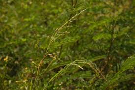 Image result for Sorghum × drummondii