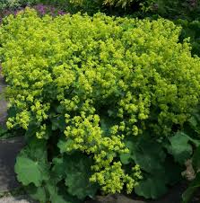 Image result for Alchemilla microbetula