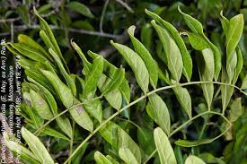 Image result for Deinbollia