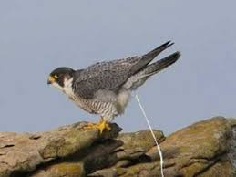 Apps do fandom leve seus fandoms favoritos com você e fique por dentro de tudo. O Majestoso Falcao Peregrino The Peregrine Falcon Youtube