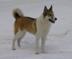 Image result for západosibiřská lajka