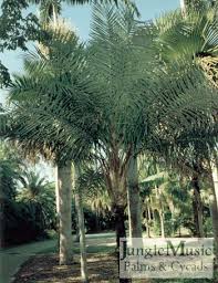 Image result for Syagrus