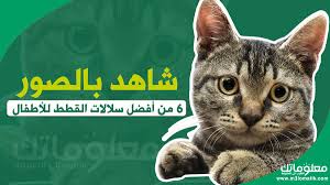 شاهد بالصور 6 من أفضل سلالات القطط للأطفال Cats Animals