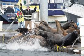 A dude walking real slow waving his arms 🙅‍♂️ is apparently freaky looking  to a sea lion. The story here is that a Port of Seattle crew was responding  to a report of a leaking/damaged water line
