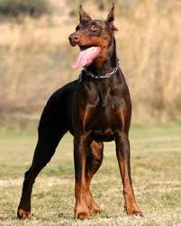 Pit bulls are by far the most dangerous breed. 8 Aggressive Dog Breeds You Should Not Mess With Pethelpful By Fellow Animal Lovers And Experts