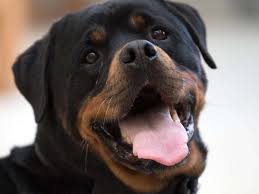 He is a healthy, show quality guy who has earned his keep and has since been retired. Karlsfeld Aggressiver Rottweiler Attackiert Mehrfach Burger Halter Verteidigt Das Tier Karlsfeld