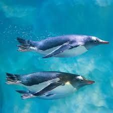 Image result for penguins