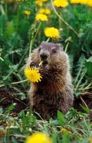 Groundhog Woodchuck Same Thing Best Thing The Greatest Animal In The World After Cats Pigs And Dogs Cute Animals Animals Beautiful Animals Wild