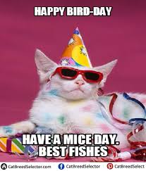 Having A Crappy Day Time To Get High On Cat Memes For There Is Rarely Anything More Intriguing Than Cra Cat Birthday Memes Happy Birthday Cat Funny Cat Memes
