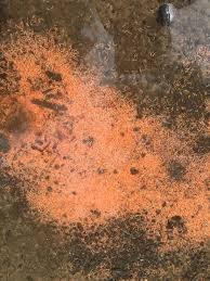 Grub worm identification and treatment. Orange Jumping Larvae Found In Upstate New York Mid Hudson Valley They Are The Size Of A Fly Maggot Appeared After Heavy Rain And Is Only In An Area That Drains From