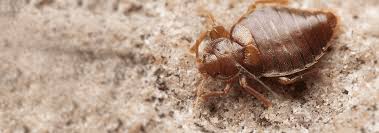We are proud to be the premier pest. Bed Bug Identification A Guide To Bed Bugs In Northeast Florida