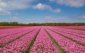 Visiting The Netherlands During Tulip Season Holland Com